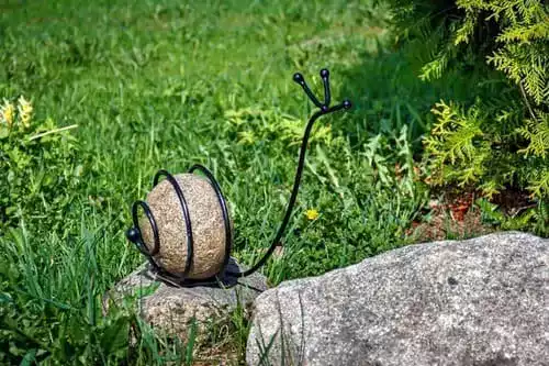 Улитка в саду